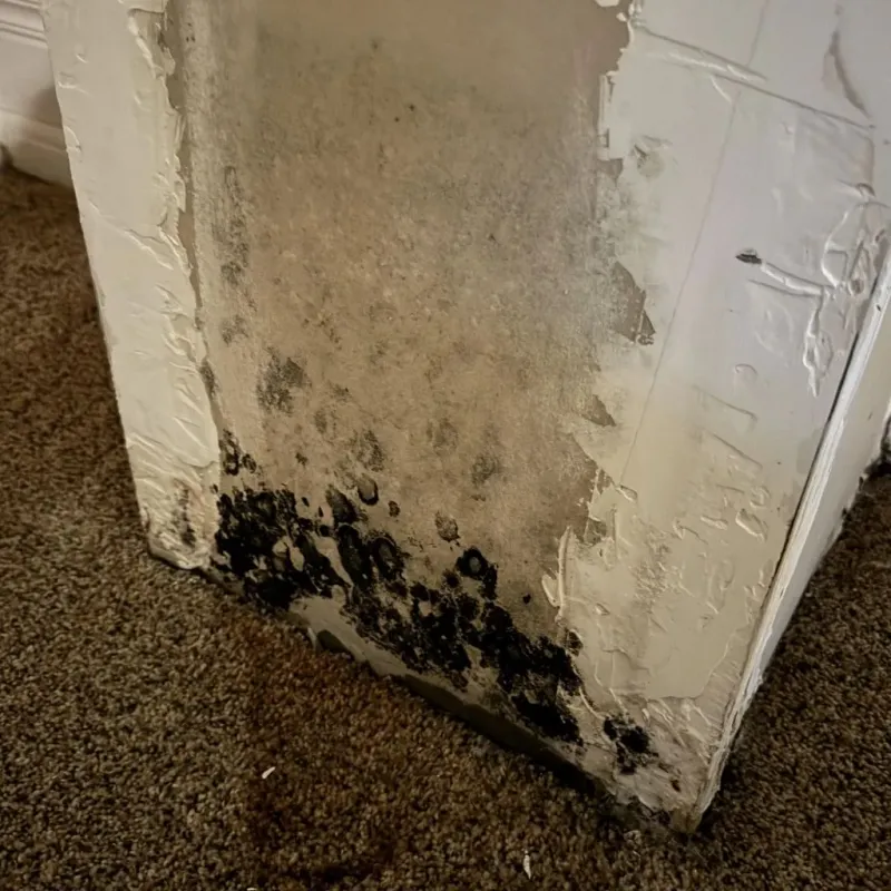 Professional Mold Removal in Camp Verde, AZ